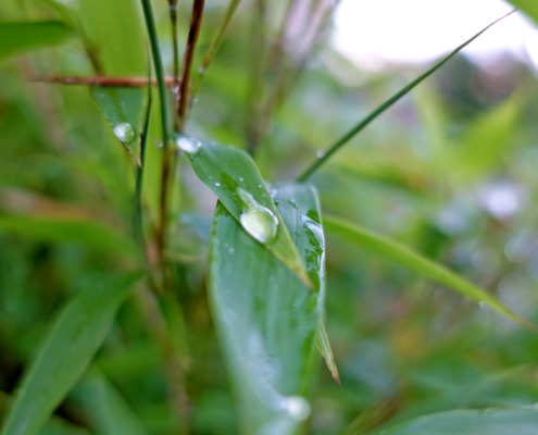 Wassertropfen in der Natur - Fotokunst von christinART ULM